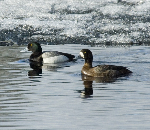 ������� �������